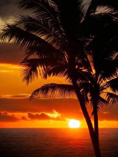 Silhouette of palm tree against a vibrant sunset over the ocean.