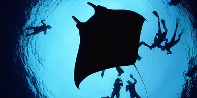 Silhouettes of divers swimming around a manta ray underwater.
