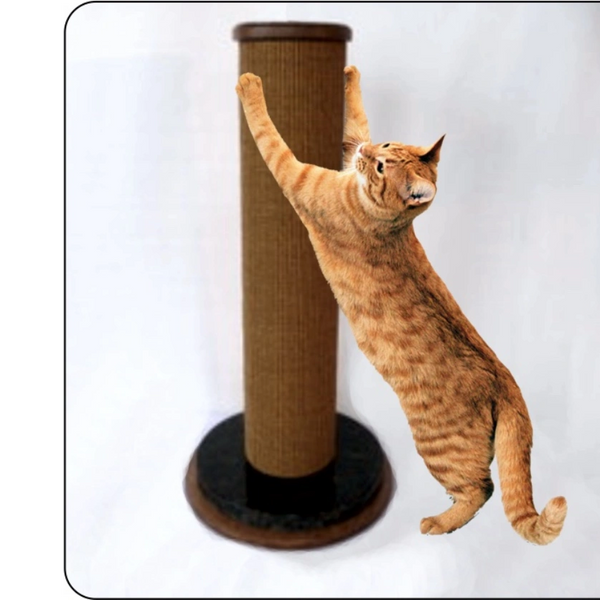 Cat Scratching on a Scratching Post