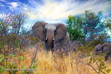 An elephant standing in dry grass with a bright sky.