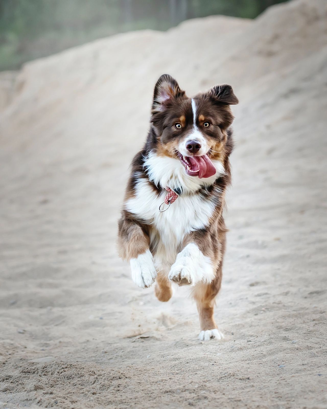 happy elderly dog - exercising and staying active