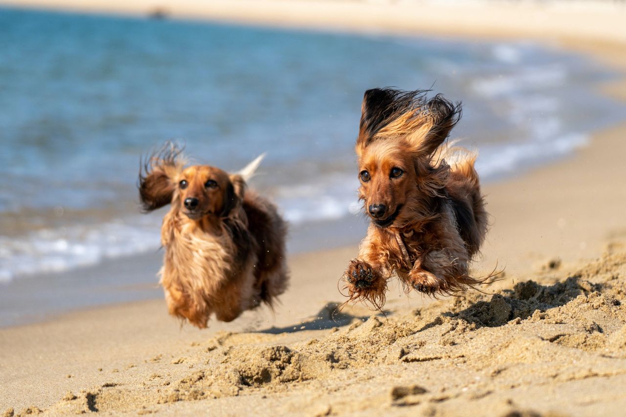 Dog beach travel - have a safe beach day walk Dog beach travel - have a safe beach day walk