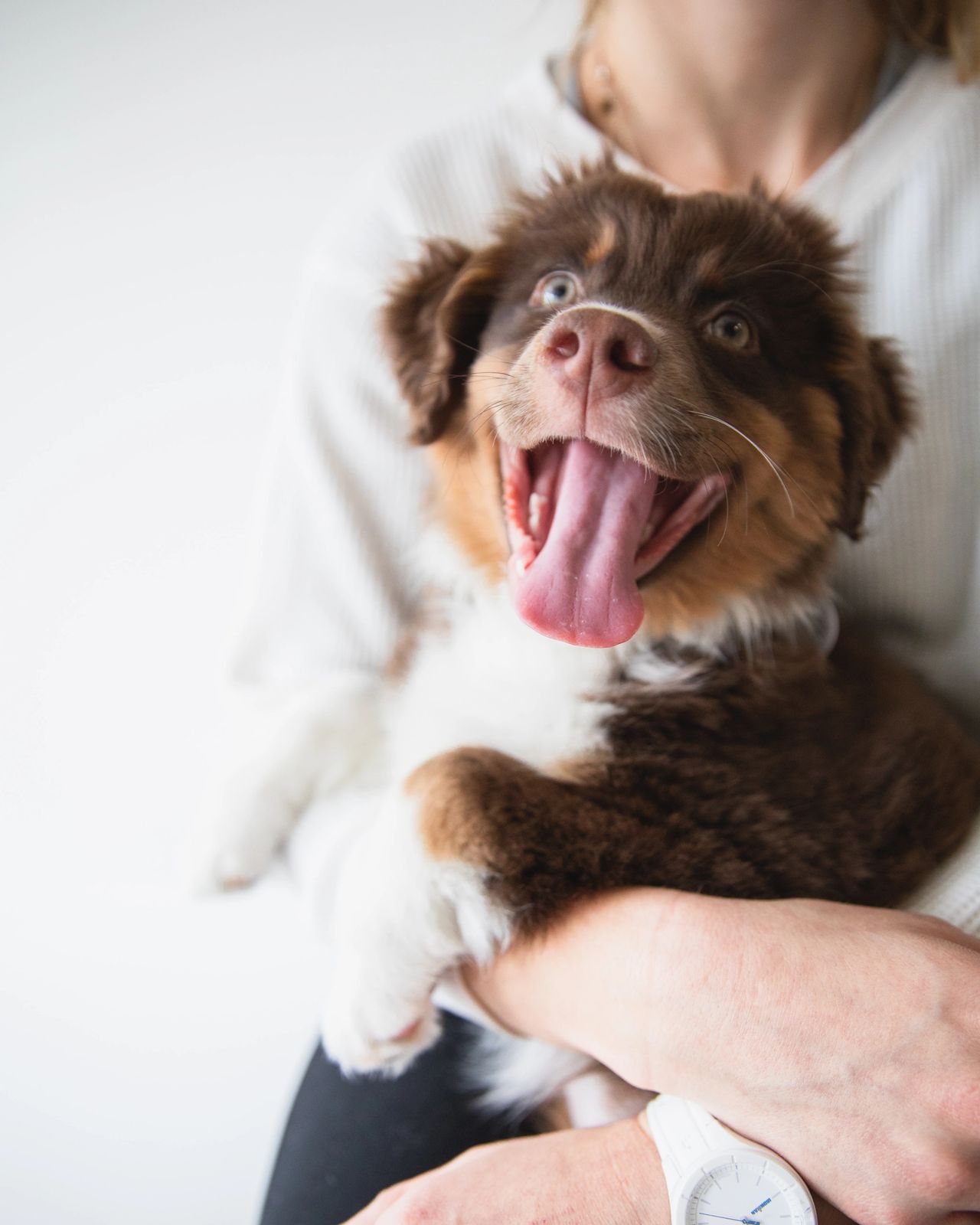 Happy puppy - signs of love Happy dog - signs of love - Pawfect Explorer - blog