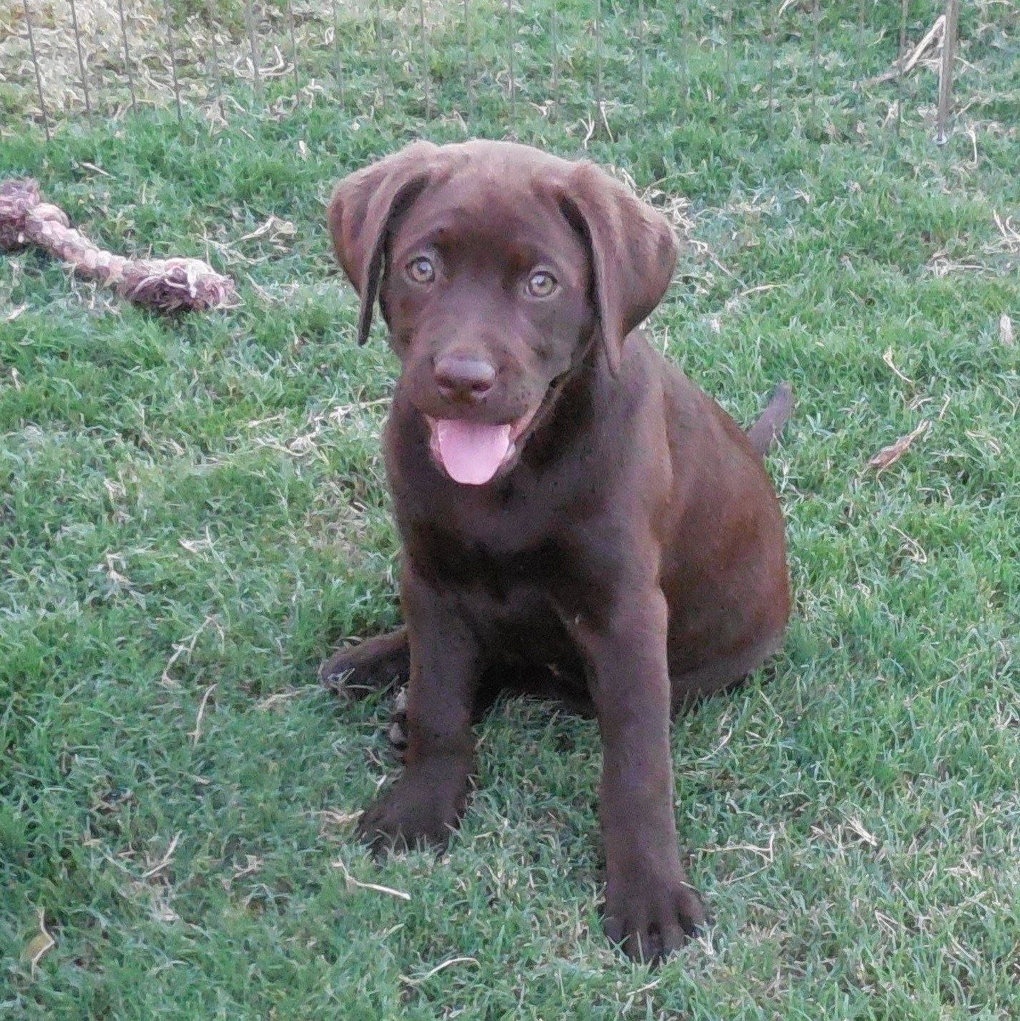 Majestic Labradors Home