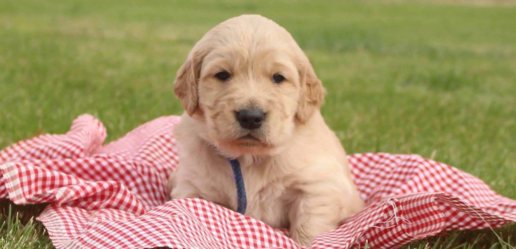 KL Golden Retrievers KL Golden Retrievers