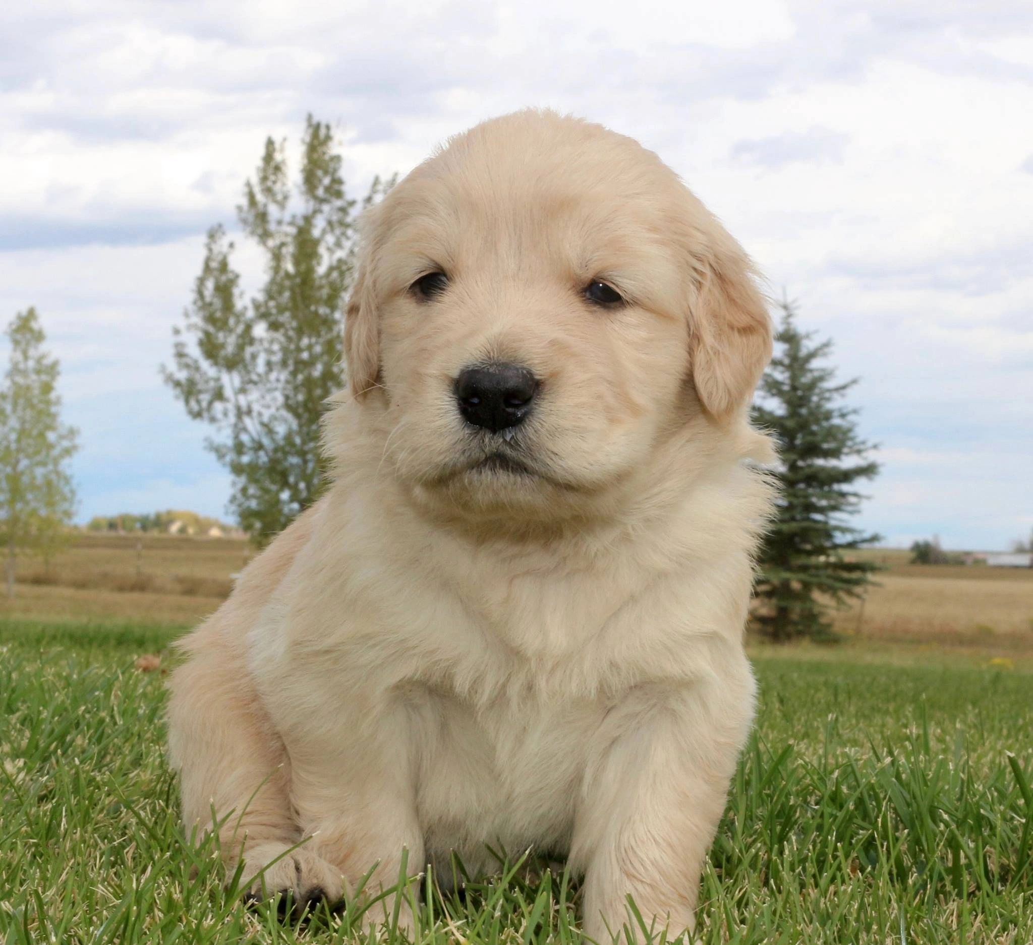 Do Golden Retrievers Have Dew Claws