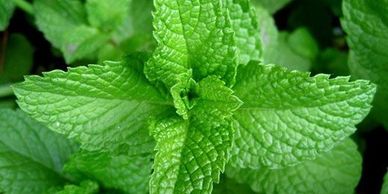 SPearmint