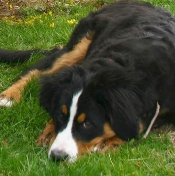 Stella - Bernese mountain dog special pet