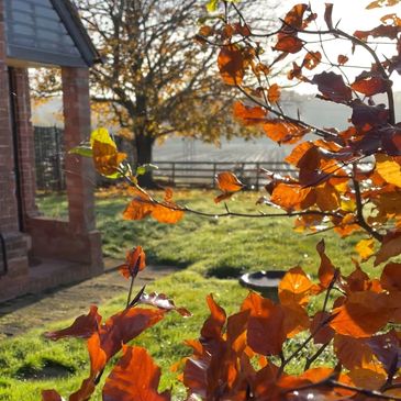 Sunlit orange autumn leaves with a rustic house and green lawn.