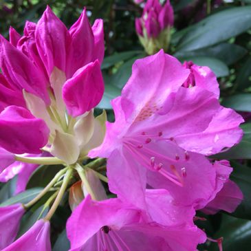 Beautiful Rhododendron in the mountains