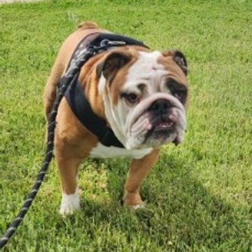 Tommy is the North Texas Gutters Chief Of Snacks, he watches over the business with a keen eye