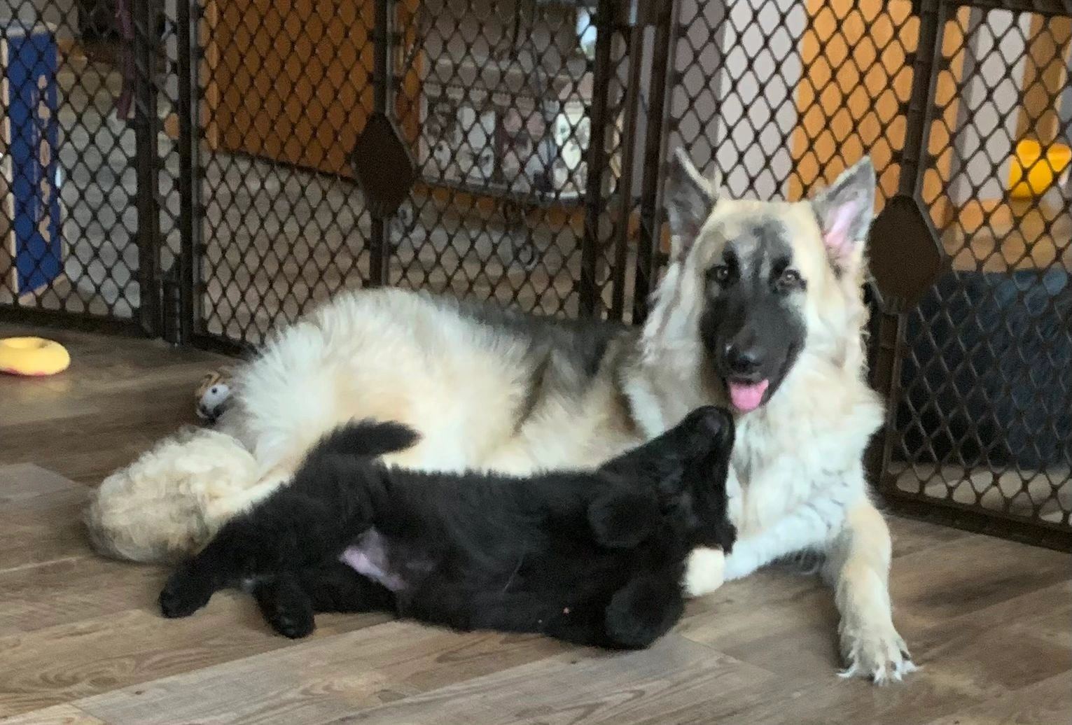 Shiloh Shepherd Breeder