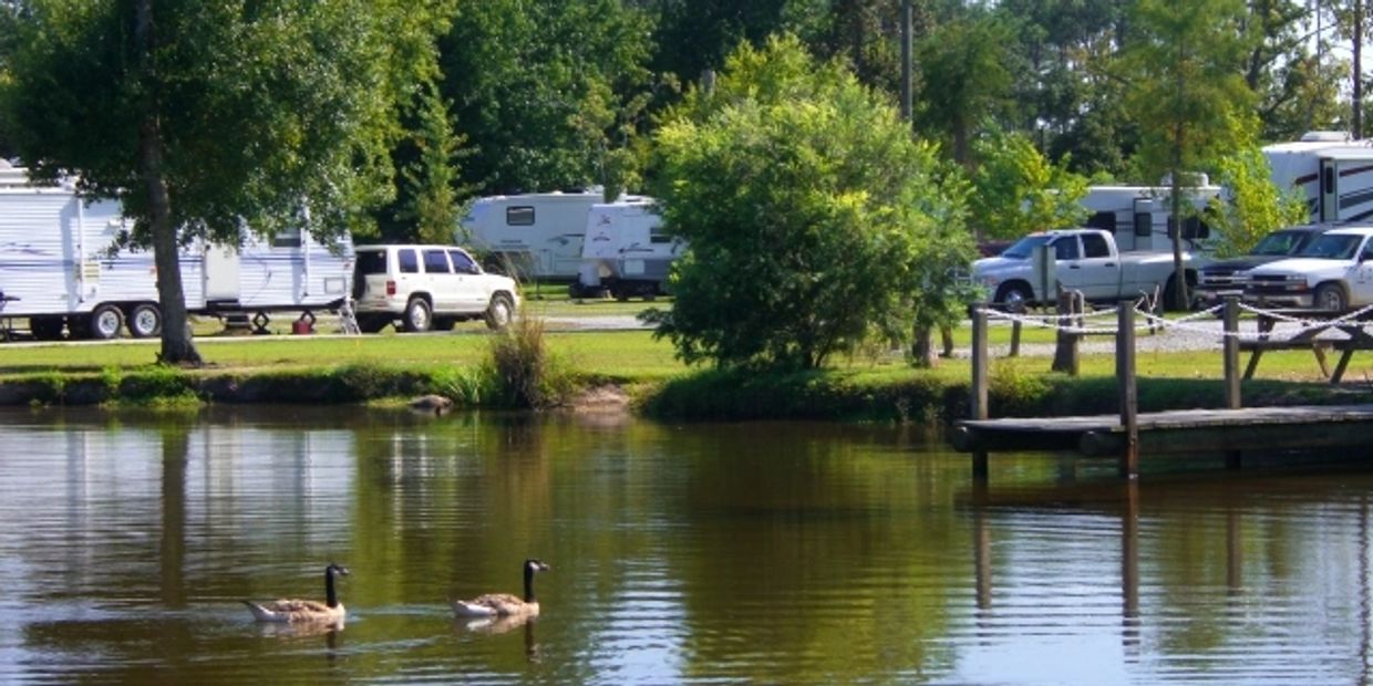 Our vising Canadian Geese and resident ducks. 