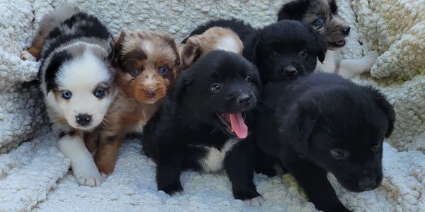 Toy Australian Shepherd Puppies For Sale