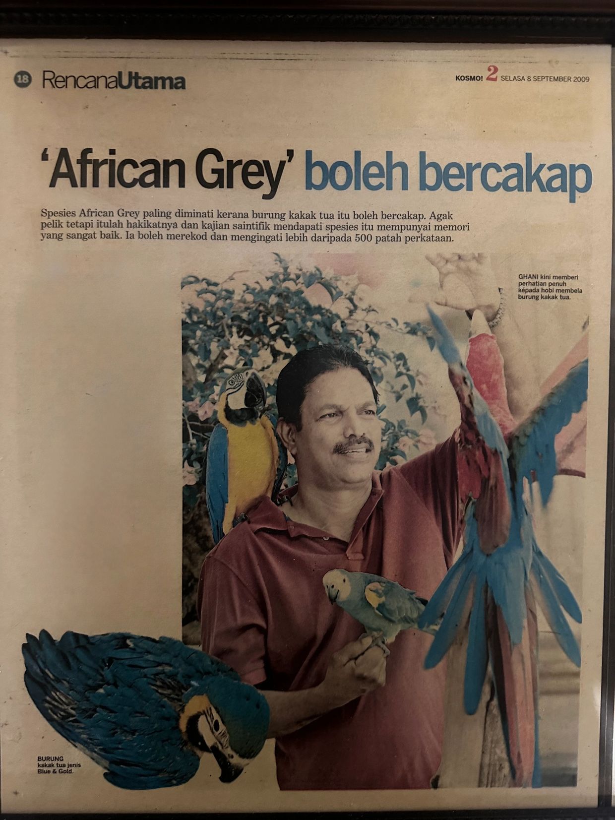 Man interacts with colorful parrots, showcasing African Grey's talking ability.
