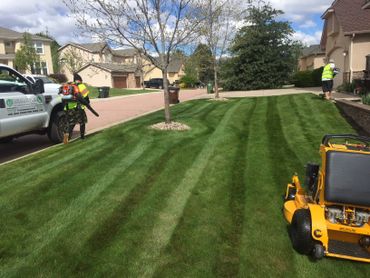 Lawn Maintenance 