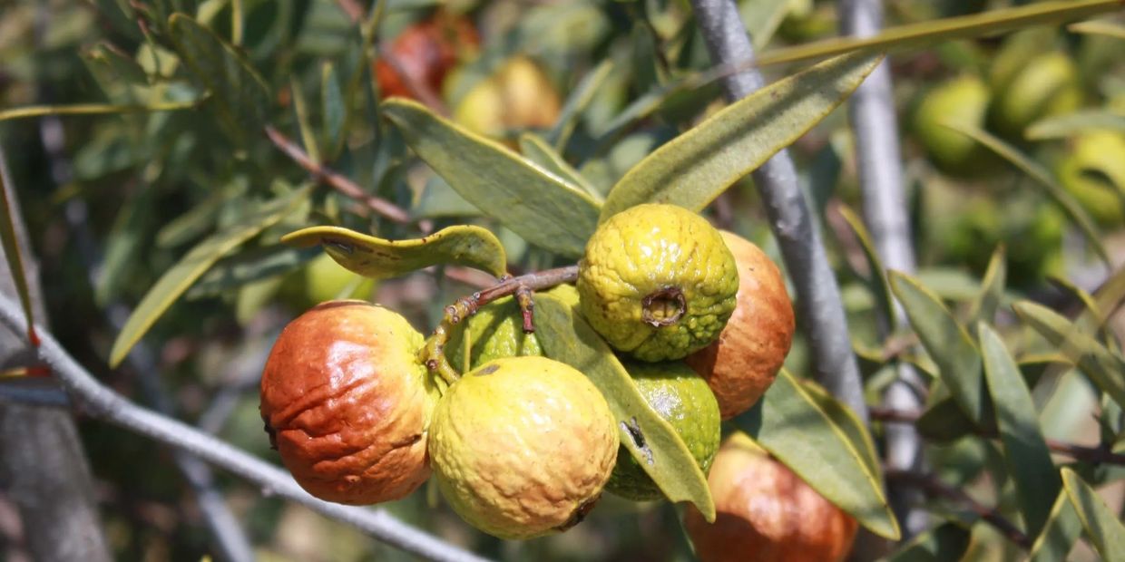 Australian sandalwood seeds