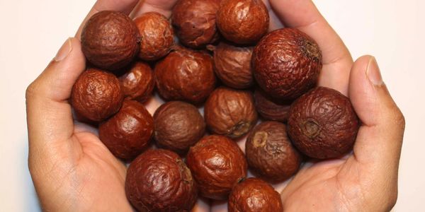 Australian Sandalwood Seeds on hand