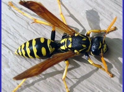 Wasp