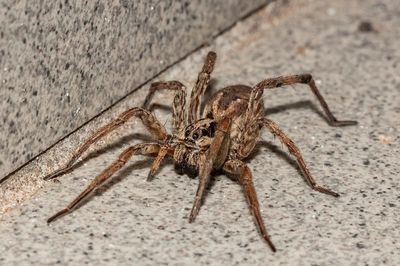 Spider