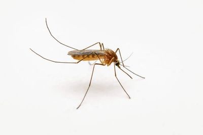Mosquito