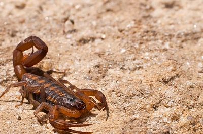 Scorpion