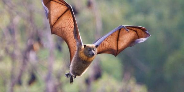 Flying bat.
