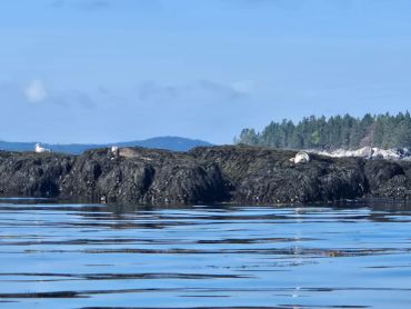 Seals laying on rocks