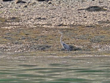 Blue Heron