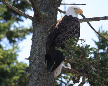 Bald Eagle