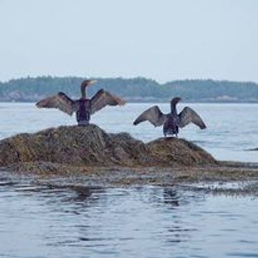 Cormorants