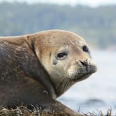 Harbour Seal