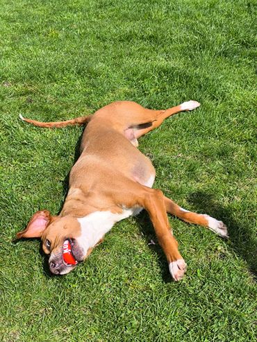 Garde d'animaux, pet sitting à domicile
Lorient, Quimperlé, Le Faouët