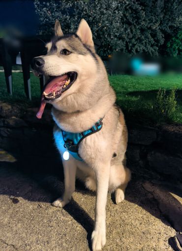 Promenade nocturne pour chien, pet sitting et garde d'animaux.
Lorient, Quimperlé, Le Faouët