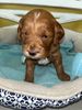 A small brown puppy in a bed.