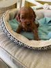 A puppy resting on a soft bed.