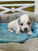 A small white puppy lying on a blanket.