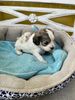 Puppy resting in a cozy dog bed.