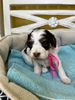 Cute black and white puppy sitting in a cozy bed.