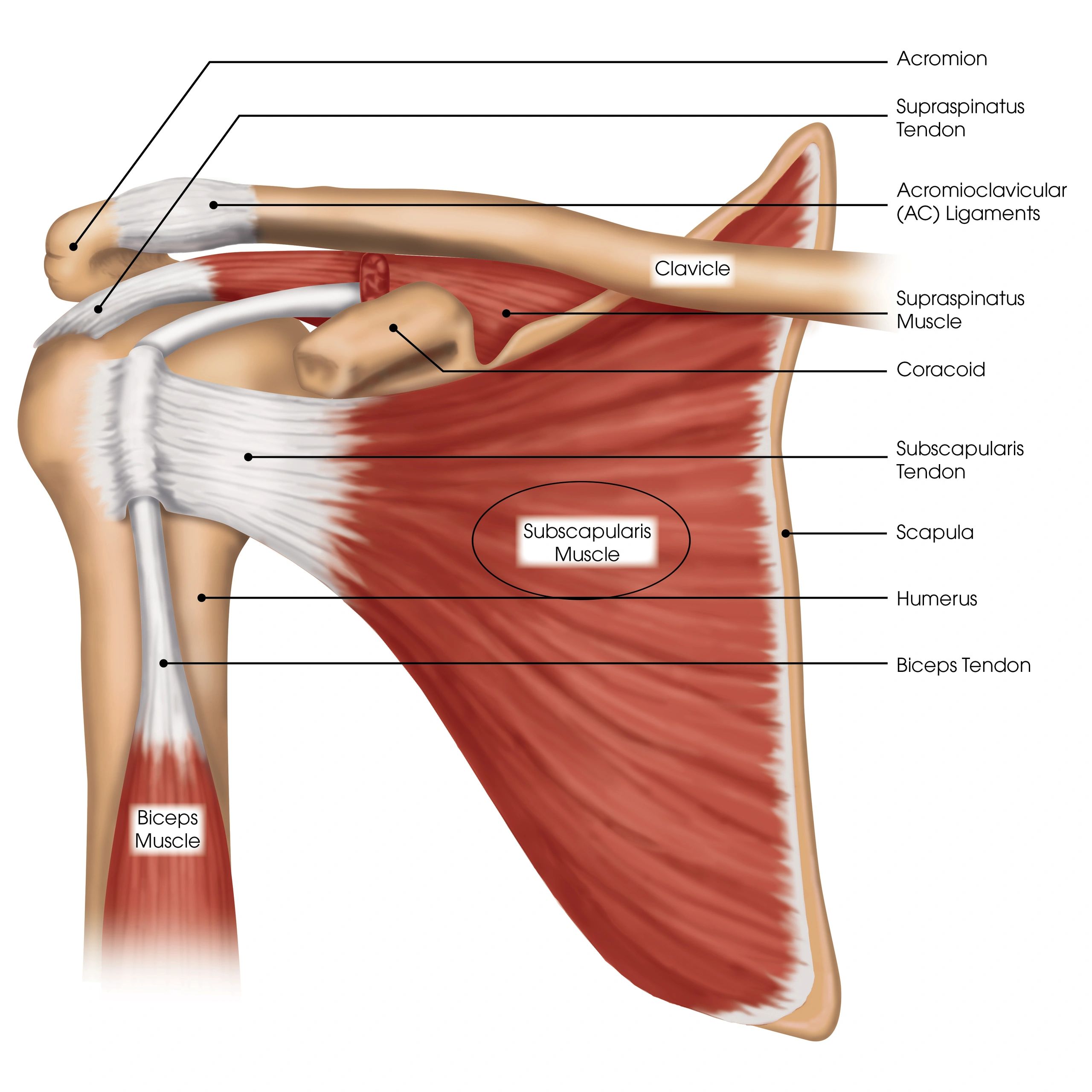 Rotator Cuff