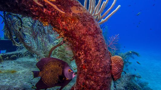 Grand Cayman Wreck