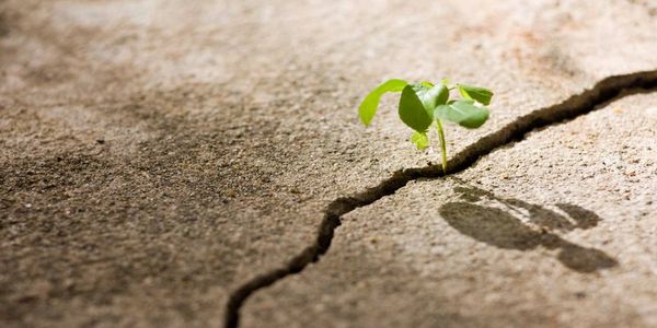 Plant growing out of crack in sidewalk