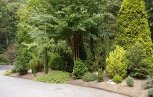 Dwarf Conifers displayed in planting