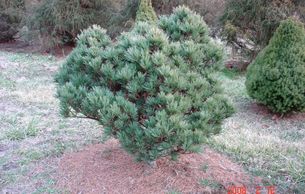 Pinus strobus Macopin