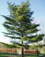 Eastern White Pine