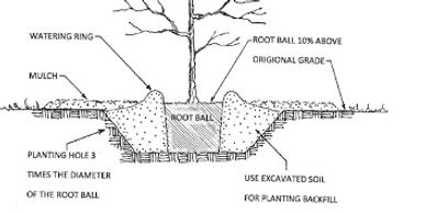 Planting instructions