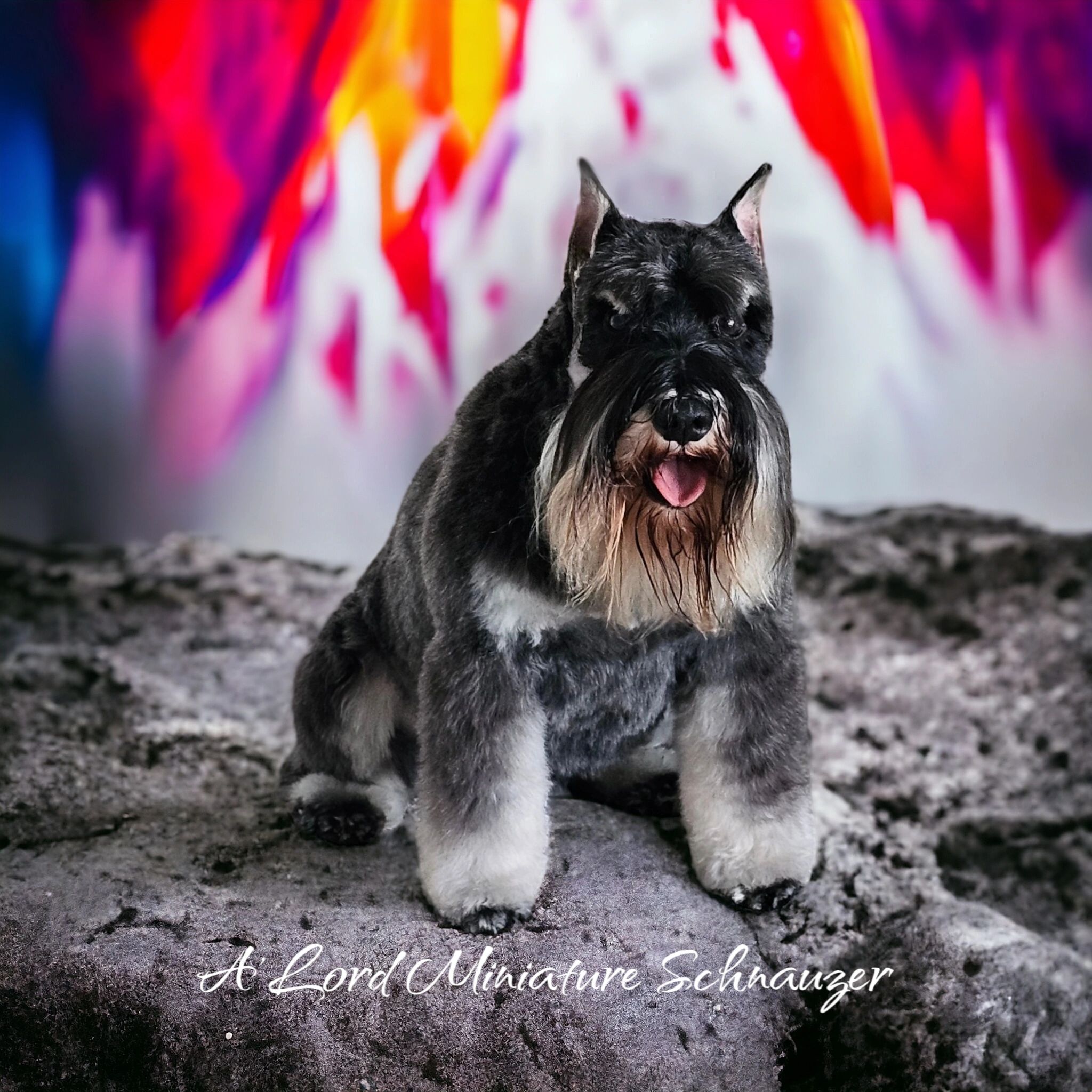 Alabama health test miniature schnauzer AKC reg 