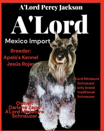 A'Lord Percy Jackson.
 A'Lord Miniature Schnauzer future stud. 
Mexico import 