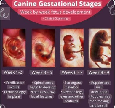 Miniature Schnauzer development | A'Lord Miniature Schnauzer 