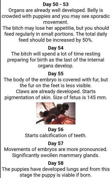 Miniature Schnauzer breeding education 